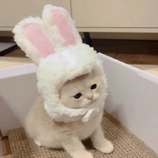 🐈