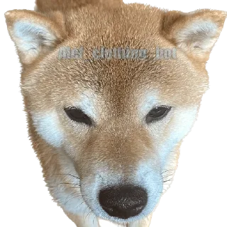 😠
