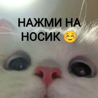 😽