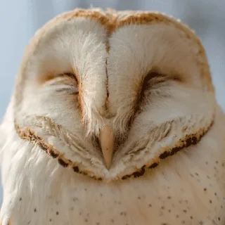 😴