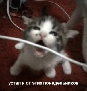 🥲