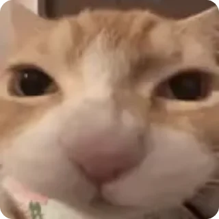 😋