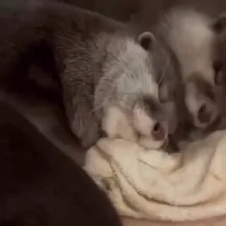 🥰