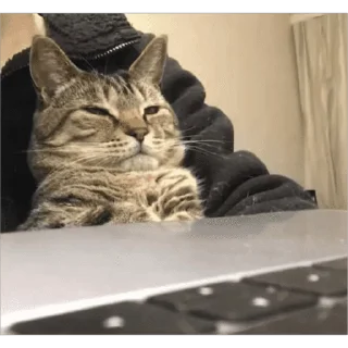 🐱