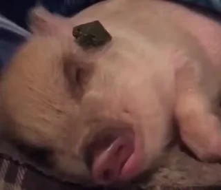 🐷