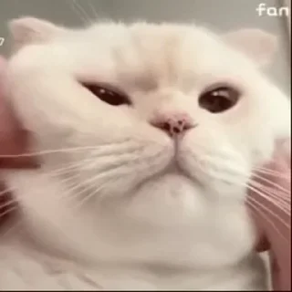 🐱
