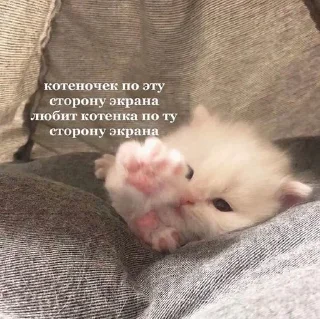 🐱