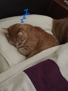 💤