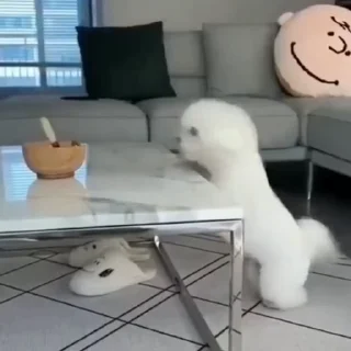 🐩