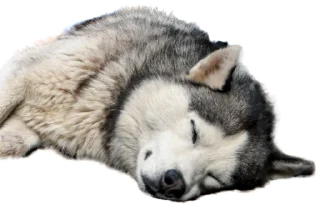 😴