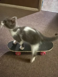 🛹