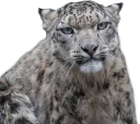 😾