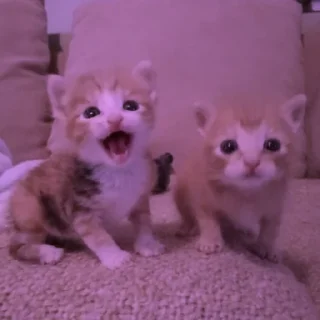 💜