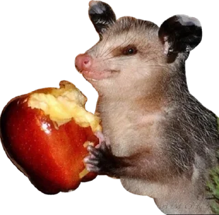 🍎