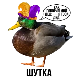 🦆