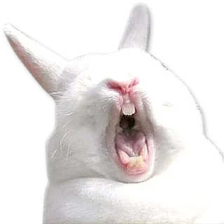 🐰