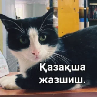 ✍