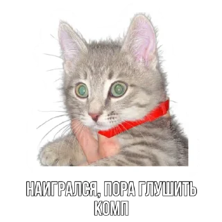 🙀