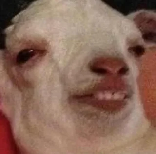 🤪