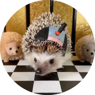 🦔