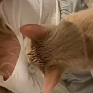🐾