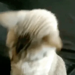 Pussies 🐈