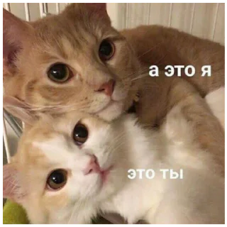 🐓