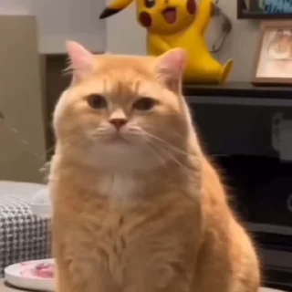 🐈‍⬛️