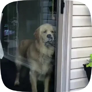 🐶