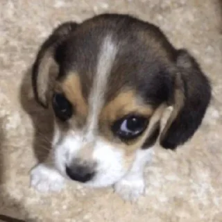 🐶
