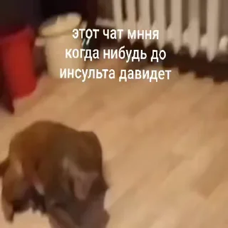 🐵