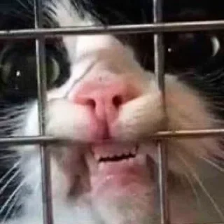 🤬
