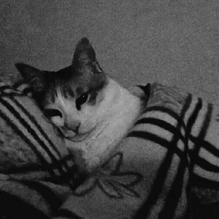 😺
