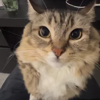 🌟