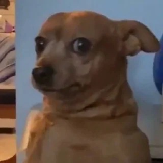 🐶