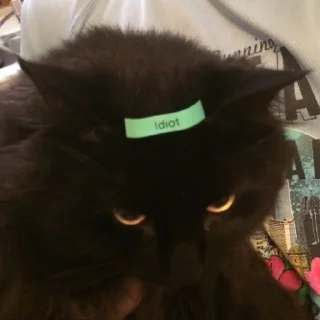 😺
