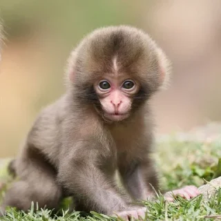 🙈