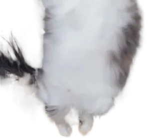 🐈