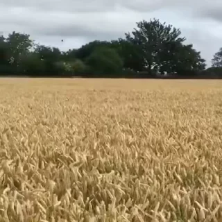 😂
