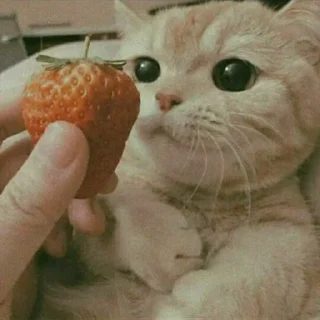 😺