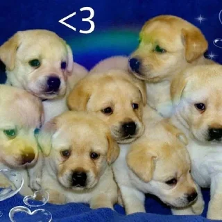 🐶