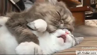 😴