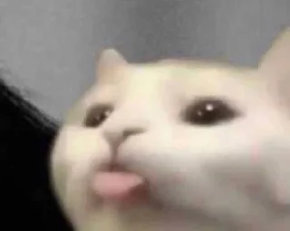 🐱
