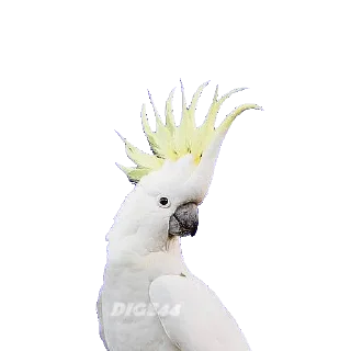 🦜