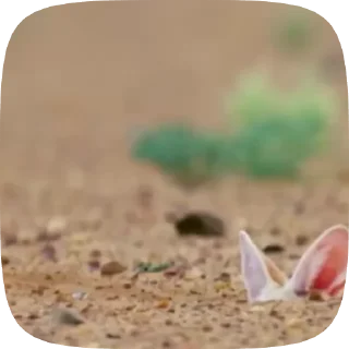 🌟