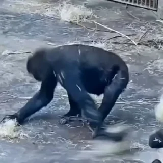 🐒