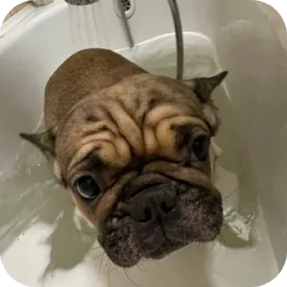🐶