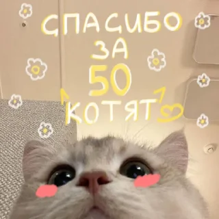 🐱