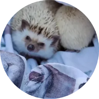 🦔