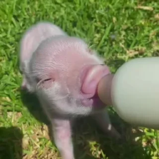 🐽